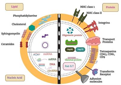 Navigating the brain: the role of exosomal shuttles in precision therapeutics